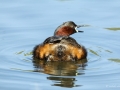 grebe_castagneux2