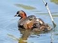 grebe_castagneux3