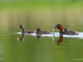 grebe_castagneux_dombes1