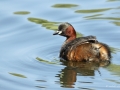grebe_castagneux1