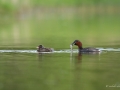 grebe_castagneux_dombes2
